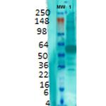 VGlut1 Transporter Antibody in Western Blot (WB)