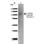 GABA (B)R2 Antibody in Western Blot (WB)