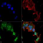 mGluR1/5 Glutamate Receptor Antibody in Immunocytochemistry (ICC/IF)