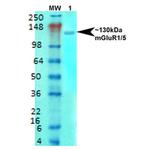 mGluR1/5 Glutamate Receptor Antibody in Western Blot (WB)