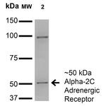 Alpha-2C Adrenergic Receptor Antibody in Western Blot (WB)