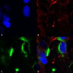 Pan-QKI Antibody in Immunocytochemistry (ICC/IF)