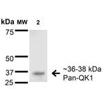 Pan-QKI Antibody in Western Blot (WB)