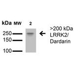 LRRK2/Dardarin Antibody in Western Blot (WB)