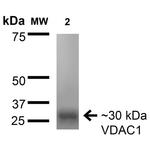 VDAC1 Antibody in Western Blot (WB)