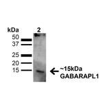 GABARAPL1 Antibody in Western Blot (WB)