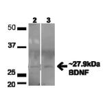 BDNF Antibody in Western Blot (WB)