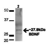 BDNF Antibody in Western Blot (WB)