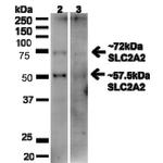 Glucose transporter 2 Antibody in Western Blot (WB)