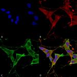 Protein Tyrosine phosphatase Receptor F (PTPRF) Antibody in Immunocytochemistry (ICC/IF)