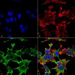 Protein Tyrosine phosphatase Receptor F (PTPRF) Antibody in Immunocytochemistry (ICC/IF)