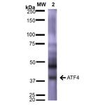 Activating Transcription Factor 4 (ATF4) Antibody in Western Blot (WB)