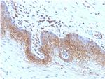 Beta-2 Microglobulin Antibody in Immunohistochemistry (Paraffin) (IHC (P))