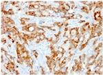 Beta-2 Microglobulin Antibody in Immunohistochemistry (Paraffin) (IHC (P))