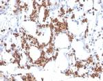 Resistin (RETN) Antibody in Immunohistochemistry (Paraffin) (IHC (P))