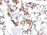 Resistin (RETN) Antibody in Immunohistochemistry (Paraffin) (IHC (P))