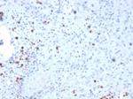 Resistin (RETN) Antibody in Immunohistochemistry (Paraffin) (IHC (P))