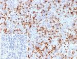 Resistin (RETN) Antibody in Immunohistochemistry (Paraffin) (IHC (P))