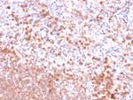 Resistin (RETN) Antibody in Immunohistochemistry (Paraffin) (IHC (P))