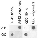 Amyloid Oligomer Antibody in Dot Blot (DB)