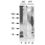 Amyloid Oligomer Antibody in Western Blot (WB)