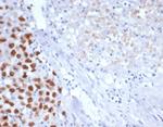 SALL-4 (Transcription Factor) Antibody in Immunohistochemistry (Paraffin) (IHC (P))