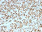 Parathyroid Hormone (PTH) Antibody in Immunohistochemistry (Paraffin) (IHC (P))