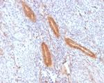 Cycloxygenase-2 (COX-2) Antibody in Immunohistochemistry (Paraffin) (IHC (P))