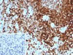 Protein Tyrosine Phosphatase, non-receptor type 6 Antibody in Immunohistochemistry (Paraffin) (IHC (P))