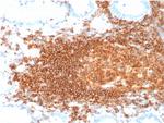 CD45RB Antibody in Immunohistochemistry (Paraffin) (IHC (P))