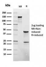 CD45RB Antibody in SDS-PAGE (SDS-PAGE)