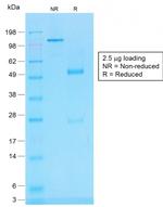 CD45RB Antibody in SDS-PAGE (SDS-PAGE)