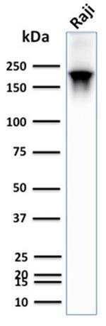 CD45RB Antibody in Western Blot (WB)