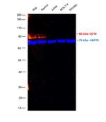 CD19 Antibody in Western Blot (WB)