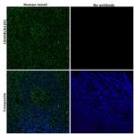 CD45R (B220) Antibody in Immunohistochemistry (Paraffin) (IHC (P))