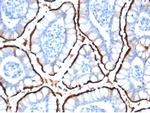 ACE2/Angiotensin I Converting Enzyme 2 Antibody in Immunohistochemistry (Paraffin) (IHC (P))