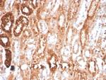 RBP4/Retinol Binding Protein 4 Antibody in Immunohistochemistry (Paraffin) (IHC (P))