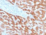 RBP4/Retinol Binding Protein 4 Antibody in Immunohistochemistry (Paraffin) (IHC (P))