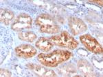 RBP4/Retinol Binding Protein 4 Antibody in Immunohistochemistry (Paraffin) (IHC (P))