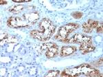 RBP4/Retinol Binding Protein 4 Antibody in Immunohistochemistry (Paraffin) (IHC (P))