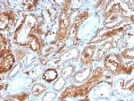 RBP4/Retinol Binding Protein 4 Antibody in Immunohistochemistry (Paraffin) (IHC (P))