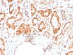 RBP4/Retinol Binding Protein 4 Antibody in Immunohistochemistry (Paraffin) (IHC (P))