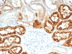 RBP4/Retinol Binding Protein 4 Antibody in Immunohistochemistry (Paraffin) (IHC (P))