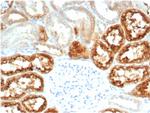 RBP4/Retinol Binding Protein 4 Antibody in Immunohistochemistry (Paraffin) (IHC (P))