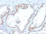 RET Proto-oncogene Antibody in Immunohistochemistry (Paraffin) (IHC (P))