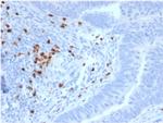 RET Proto-oncogene Antibody in Immunohistochemistry (Paraffin) (IHC (P))