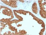 RET Proto-oncogene Antibody in Immunohistochemistry (Paraffin) (IHC (P))