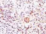 Bcl-X (Apoptosis Marker) Antibody in Immunohistochemistry (Paraffin) (IHC (P))