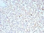 Bcl-X (Apoptosis Marker) Antibody in Immunohistochemistry (Paraffin) (IHC (P))