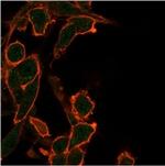 BCL2-like 2 (BCL2L2)/BCL-W Antibody in Immunocytochemistry (ICC/IF)